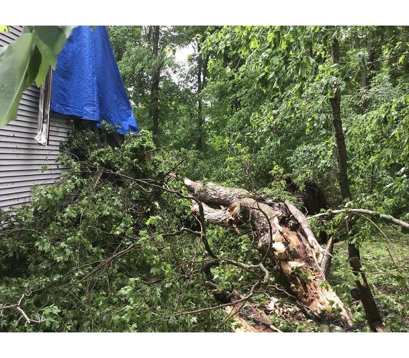 A large tree laying on top of a house having fallen on it in a storm