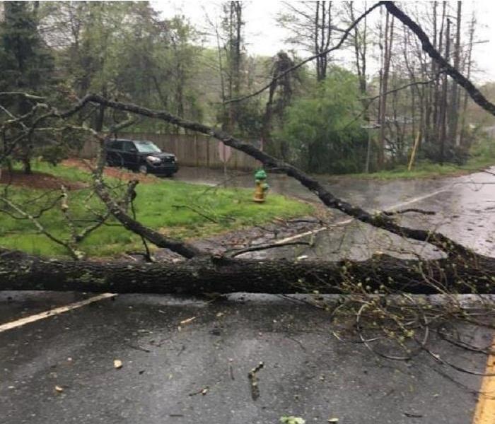 a large tree in the middle of the road having fallen during a powerful thunderstorm.