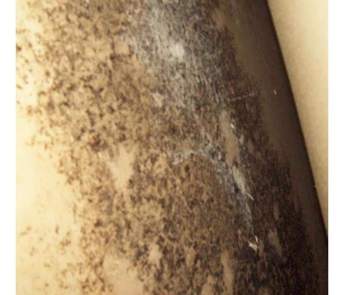 A wall next to a hot water heater covered in brownish-black, fuzzy mold growth