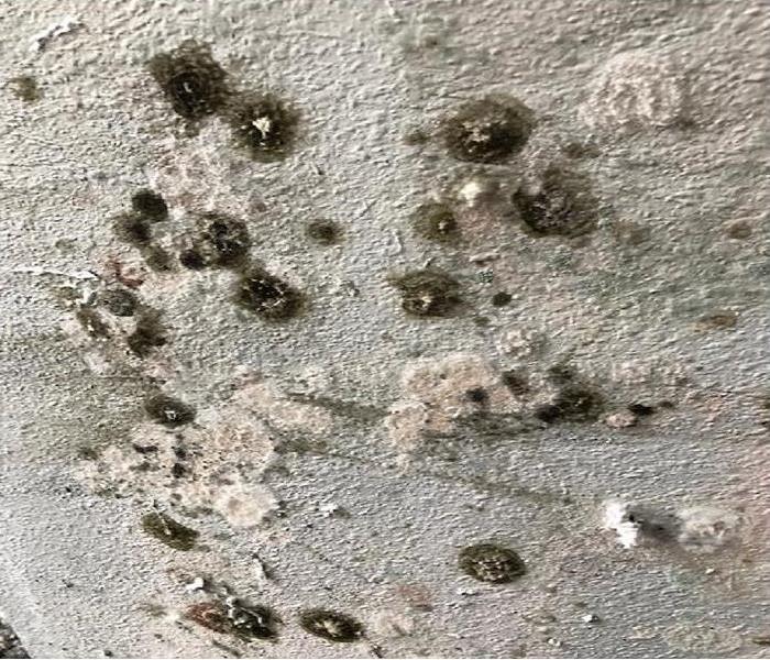Green, black and white fuzzy mold growth on a white interior wall.