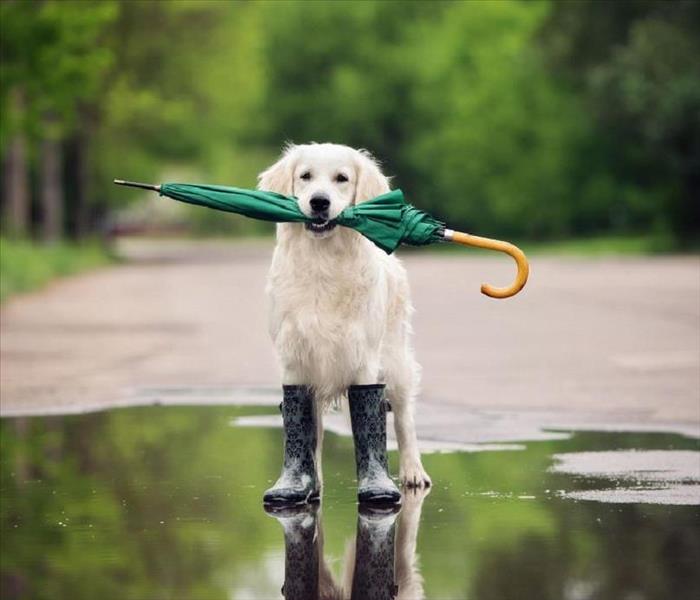 A white labrador dog with an umbrella in it's mouth wearing rain boots on it's front paws, standing in a puddle