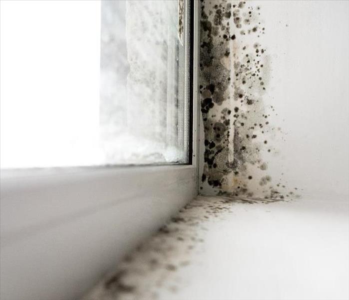 Black mold spores growing on a white window sill 